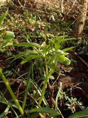 Helleborus dumetorum