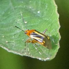 Horciasinus signoreti