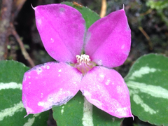 Sarcopyramis napalensis