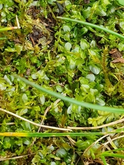 Plagiomnium rostratum