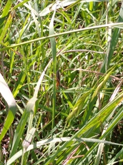 Amblytropidia australis