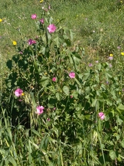Malva trimestris
