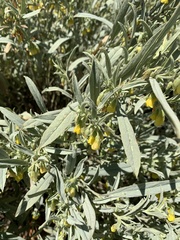 Hermannia staurostemon