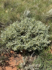 Hermannia staurostemon