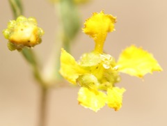 Aspicarpa hirtella