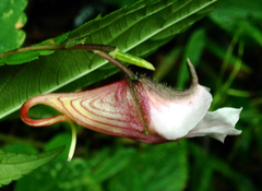 Impatiens piufanensis