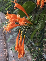 Pyrostegia