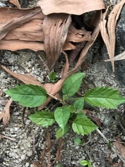 Pyrostegia