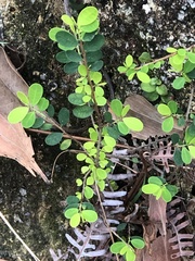 Pyrostegia