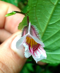Impatiens piufanensis