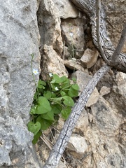 Mimophytum alienoides