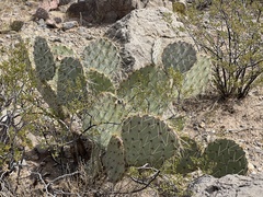 Opuntia arizonica