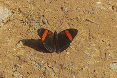 Adelpha lycorias lycorias