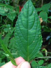 Impatiens piufanensis