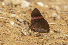 Adelpha lycorias lycorias
