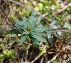 Haplophyllum thesioides