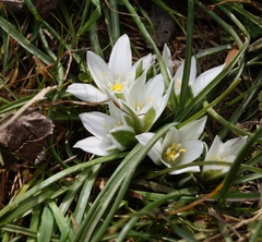 Ornithogalum refractum