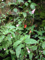 Impatiens piufanensis