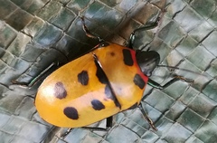 Cryptacrus novemmaculatus
