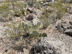 Opuntia arizonica