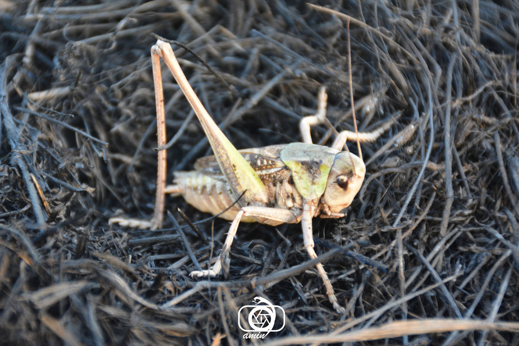 Decticus annaelisae