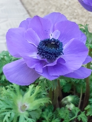 Anemone