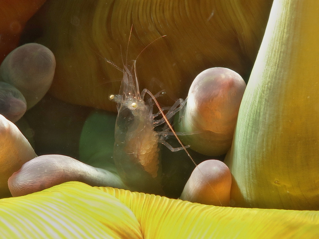 Anemone Shrimp