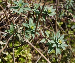 Haplophyllum thesioides
