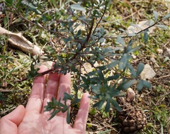 Haplophyllum thesioides