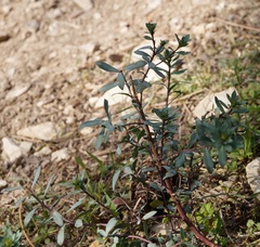 Haplophyllum thesioides