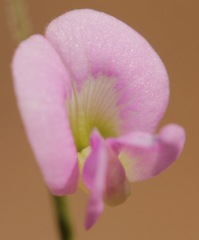 Tephrosia vicioides