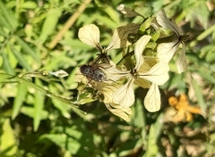 Wohlfahrtia nuba