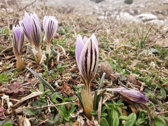 Crocus variegatus
