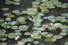 Hydrocleys nymphoides