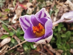 Crocus variegatus