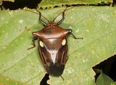 Edessa biguttata