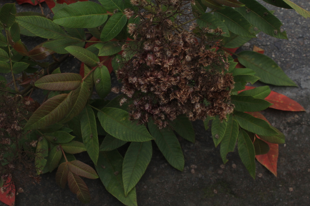 Ochoterenaea colombiana