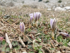 Crocus variegatus