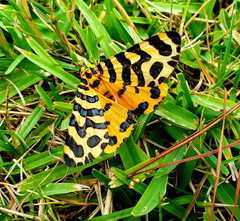 Amphicallia bellatrix