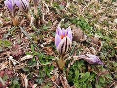 Crocus variegatus