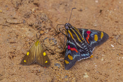Mimoniades versicolor