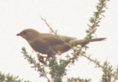 Hypocolius ampelinus