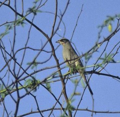 Hypocolius ampelinus