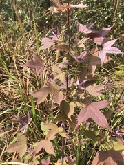 Liquidambar formosana