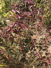 Liquidambar formosana