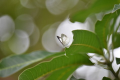 Spalgis lemolea lemolea