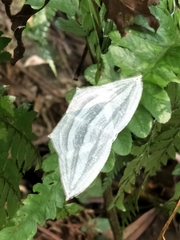 Acropteris leptaliata
