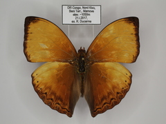 Cymothoe lurida tristis