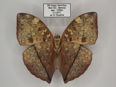 Cymothoe lurida tristis