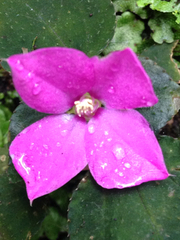 Sarcopyramis napalensis